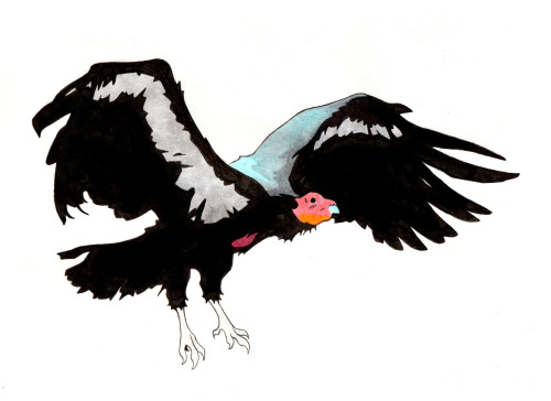 lil-tachyon:California Condor