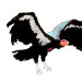 lil-tachyon:California Condor
