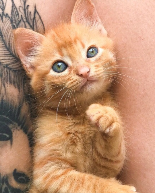 ppstm:  I love him 