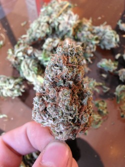 thejankmotorbike:  The Peoples Dro 