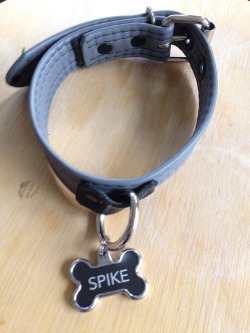 houndspike:  On this day, two years ago, I accepted this collar from my Alpha Bouncer. Little did I know it was the beginning of an amazing journey, and the start of our pack. Not long after that, Tiger and Seca joined us to form the family we have today.