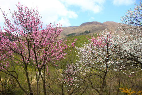 papatomom: 20200411（土） 大野市勝原（かどはら） 花桃と桜