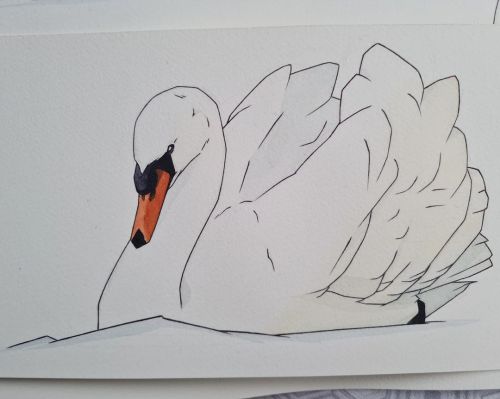 Seeing a Swan never fails to brighten a walk for me, I adore these birds...#swan #muteswan #