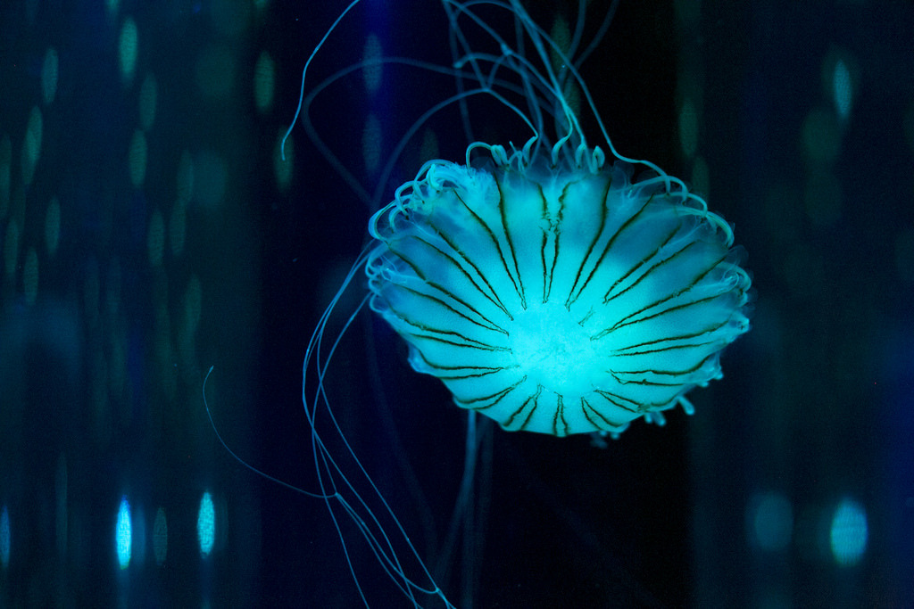 mooonjellies:   Hiromi_8823  