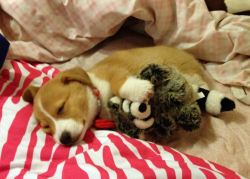 cute-overload:Corgi puppy and his new raccoon