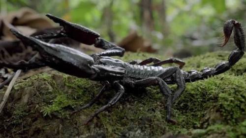 panamanga: storyviasam:  sixpenceee: Giant Forest Scorpion with big black claws and venomous tail st