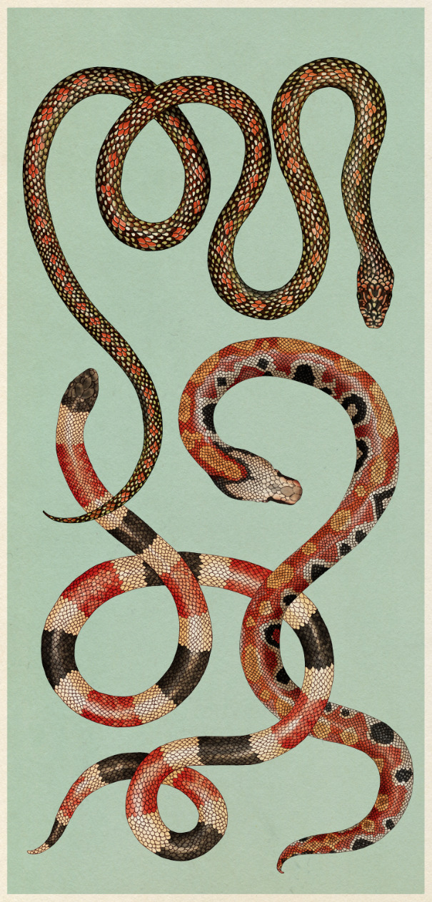 katie-scott: Snakes. From Animalium. Which has just been shortlisted for the National