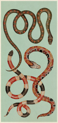 katie-scott: Snakes. From Animalium. Which