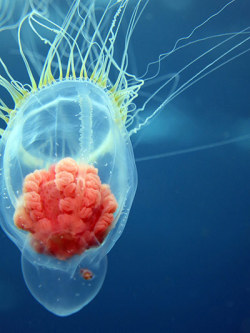 staceythinx:  Jellyfish in the North Atlantic is a Guardian slideshow of the jellyfish captured by marine biologists and photographers Matt Doggett and Richard Shucksmith in the seas off the Orkney Islands. Check it out to learn more about their discoveri