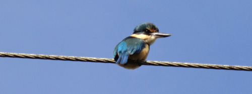 The kotare or sacred kingfisher - Todiramphus sanctus.