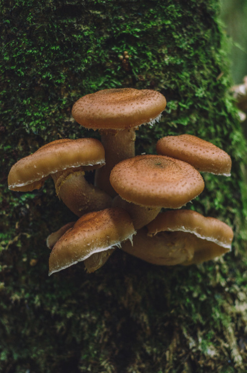 millivedderphotography:  Honey Mushrooms Flickr|Tumblr|Instagram|Society6