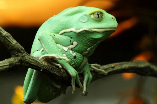 wapiti3: Phyllomedusa sauvagii, commonly known as the waxy monkey tree frog, waxy monkey frog or p