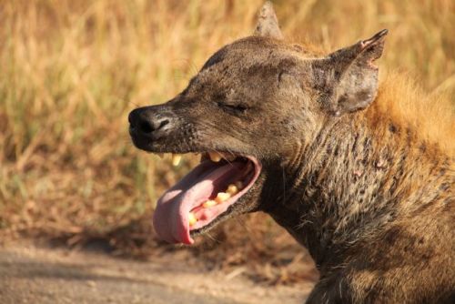 tonyparkauthor:  #africapicofthedya ‘smile’!  #kruger park hyena  Aahhh what a cutie! I love their scruffiness and battle wounds!