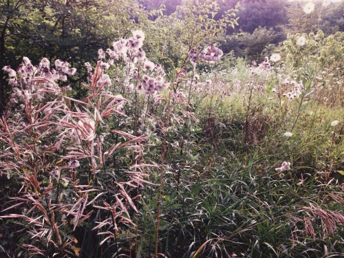 nicolejanelle:  ohhellokelsey:  Some snaps from our picnic in the park last night | processed with VSCOcam  Wow! 