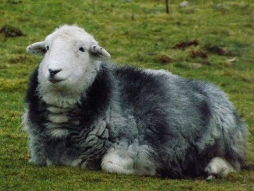 jerusalemcrickets:i saw a tweet that said herdwick sheep had soothing faces so i googled them and fo