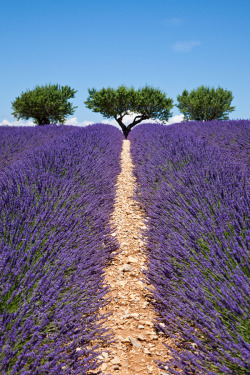 outdoormagic:  Lavender way by Chantal Seigneurgens