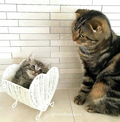 cutekittensarefun:The look of love.