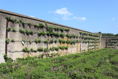 Espalier apple trees.