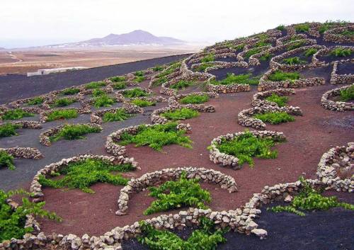 A Toast from a Volcano for the New Year… It’s hard to find “good news” asso