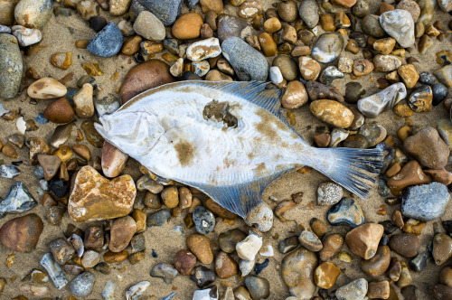 Beachcomber - weekly round up of my daily walks along the beach and findsX100Now the holiday season 