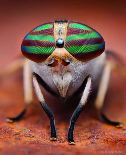 duivelseiphotography: Horse Fly Macro