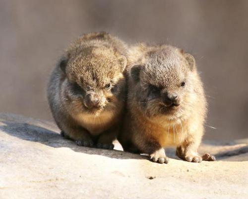 sdzoo:Don’t you dare scroll past this photo without re-blogging these salty tater tots. Be sure to a