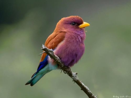 birdblues:  Broad-billed Roller