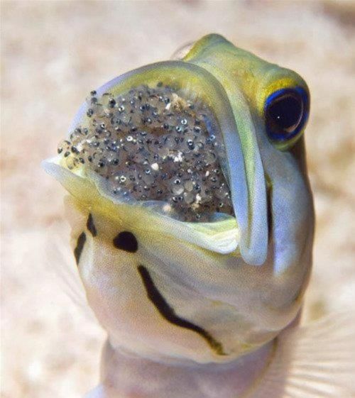 sixpenceee:  A male yellow-headed jawfish taking responsibility for looking after the eggs until they hatch. Typically, the male fertilizes the eggs and then collects them in his mouth, protecting them until they hatch. (Source)