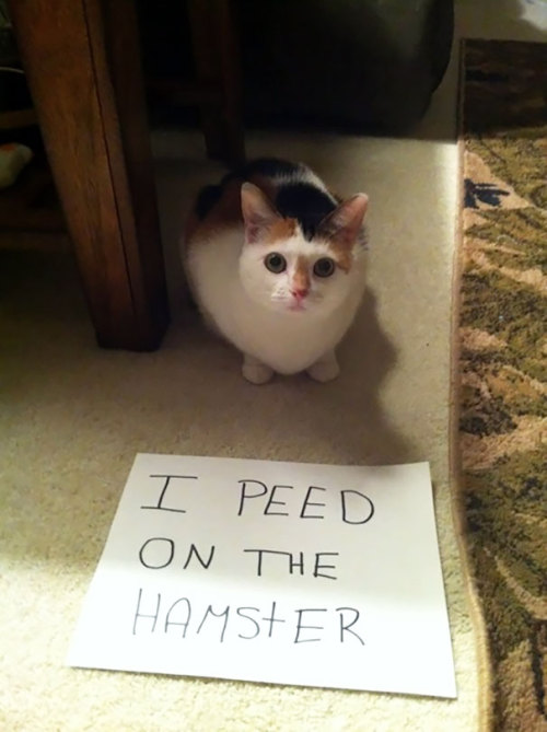 things-inbetween:boredpanda:20+ Asshole Cats Being Shamed For Their CrimesOh my god.LMAO i am dying