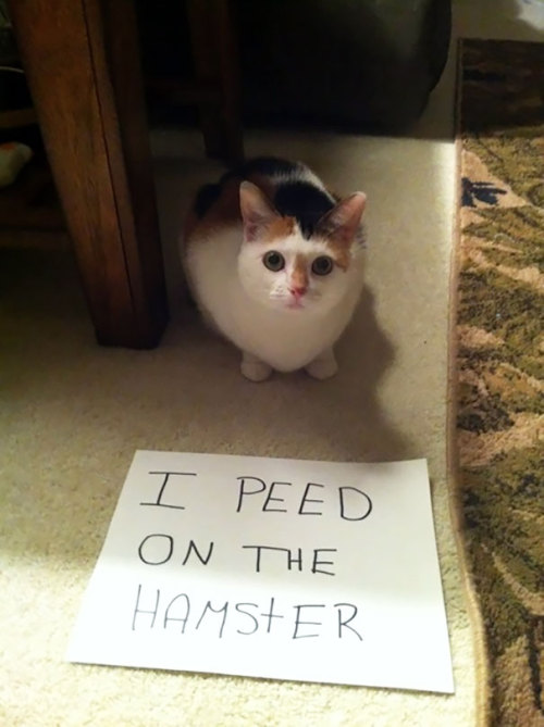 petermorwood:3-ducks-in-a-trenchcoat: emanantfeminine: awesome-picz: Asshole Cats Being Shamed For T