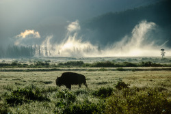 mistymorningme:Buffalo in the mist, Yellowstone