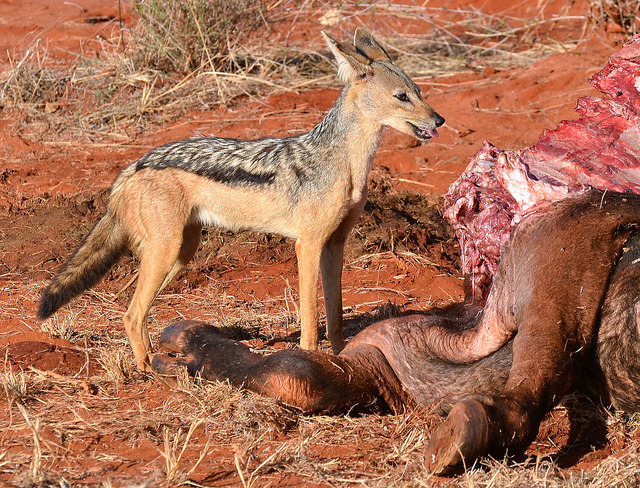 deboracpq:  Silver-backed Jackal - happy with his find! by One more shot Rog on Flickr.