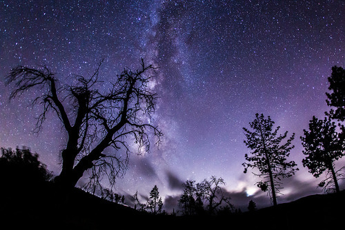 tulipnight:  Enchanted forest at the Milky Way. Take 1. by slworking2 on Flickr.