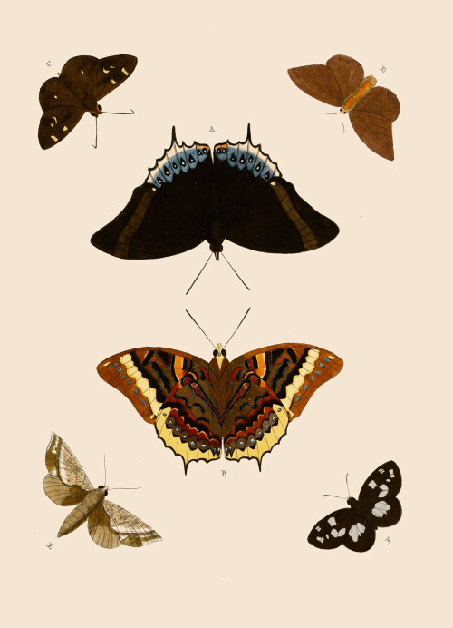 The Beauty Of Moths