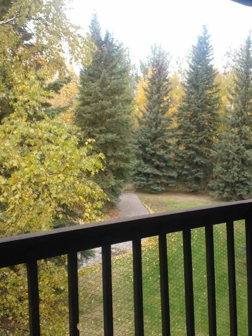   This is the view from my deck. To the left a little, not seen in this picture, are two birch trees. They’re such a vibrant yellow that when the sun is out, they’re positively glowing. It’s my favorite season. I wish it could stay like