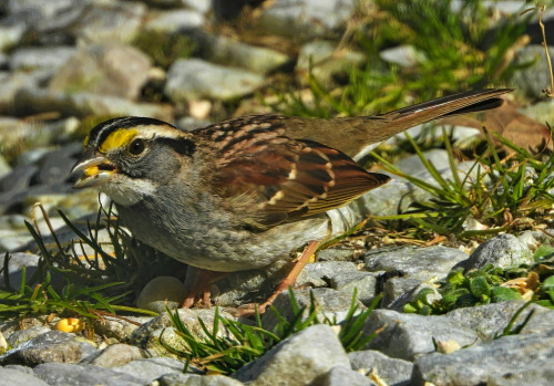 White-throated sparrow … Delaware backyard … 1/22/21