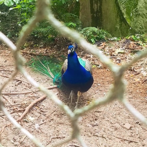 Beautiful peacock at the Amsterdam Zoo
