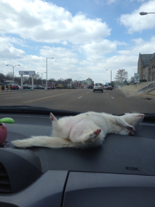 Spooky&rsquo;s favorite place to ride with us in the car is on the dashboard. 