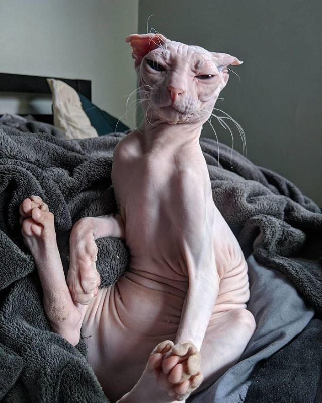 lolawashere:awesome-picz:Sphynx Cats Are Not As Photogenic As Other Cats.They’re perfect, all of them!