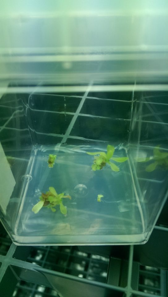 Very young tobacco plants on rooting media