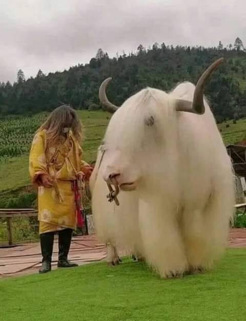 mutant-distraction:Tibetan white yak..