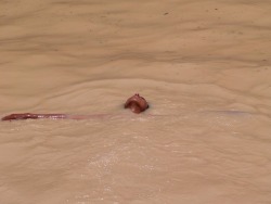 theyemenite:  A boy swims in a dam built to collect rainwater for irrigating the nearby mountain terraces, a village in Ibb, Yemen, by Osama Alirani 