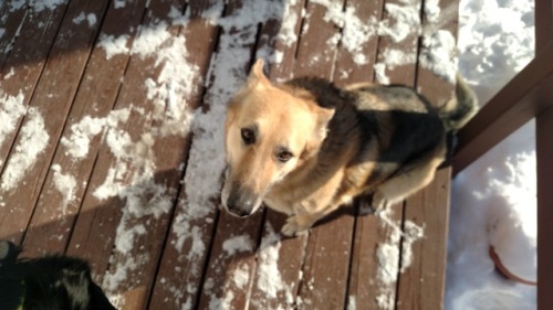 My dogs