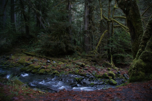 frommylimitedtravels:  Watching the water flow by - Olympic National Park.