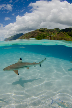 plasmatics-life:  Ocean Miracle ~ By Jim