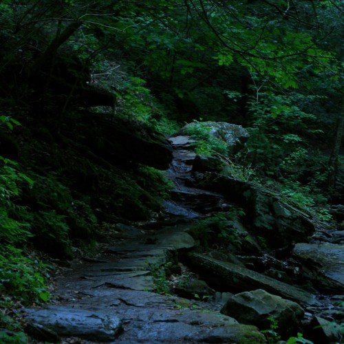 aetheric-aesthetic:Late Day On The Falls TrailRicketts Glen State Park