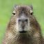 capybaraenthusiast2
