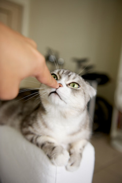 *boop!*