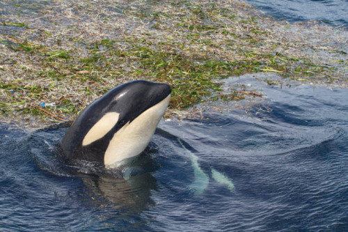 Some great photos of Orca just north of Rausu in the Nemuro Straight last year (06.21.2014).Images a