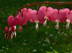 String of hearts (Traenendes Herz, or Bleeding